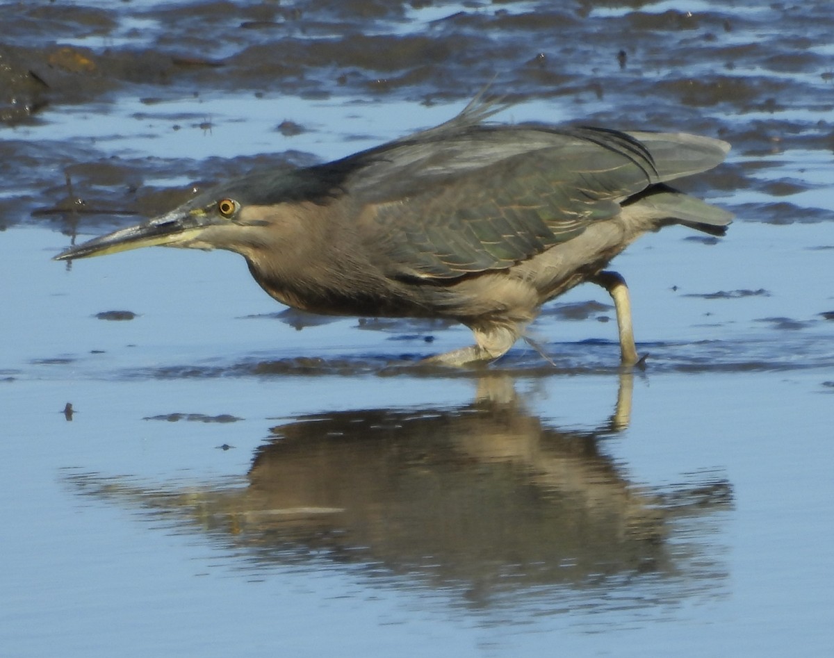 Striated Heron - ML620207998