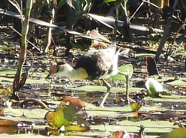 Jacana à crête - ML620208005