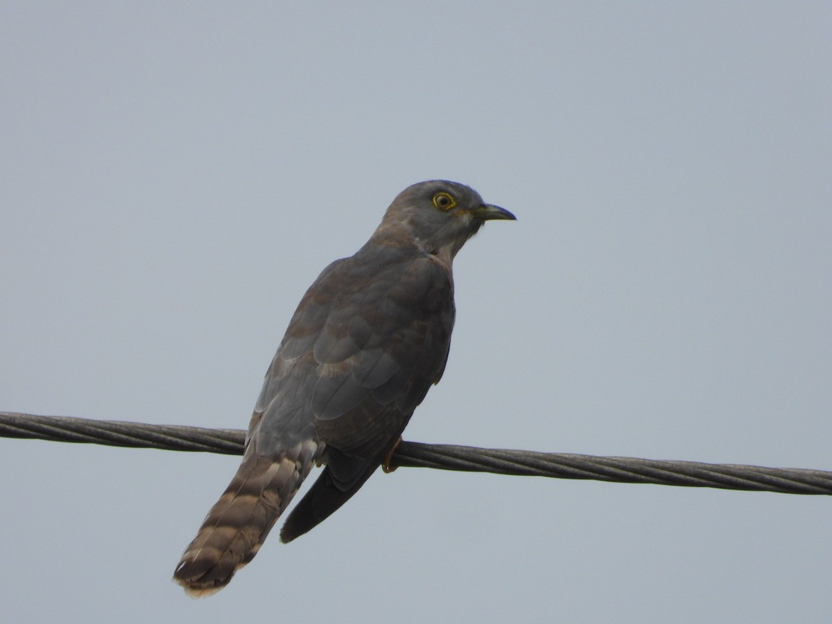 Common Hawk-Cuckoo - ML620208020