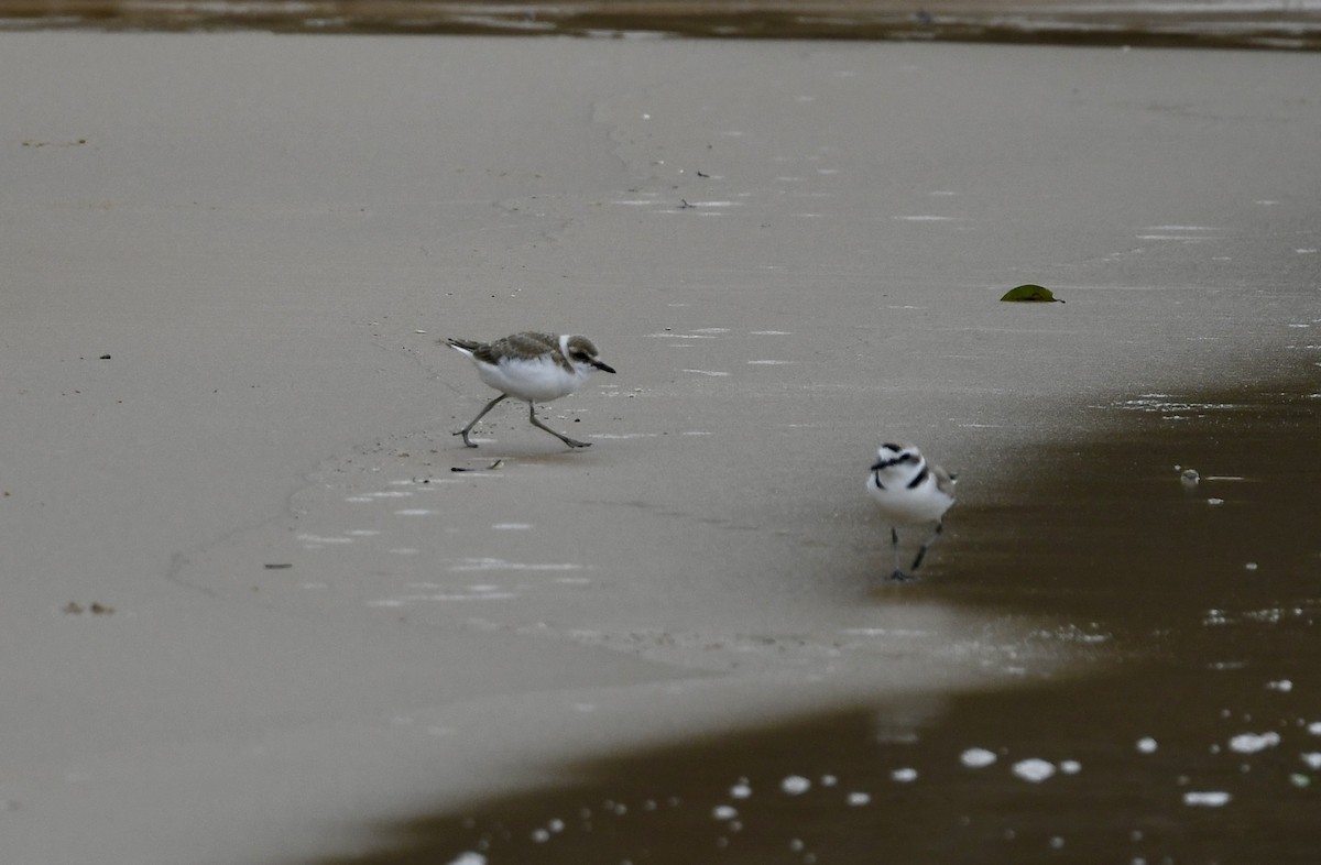 White-faced Plover - ML620208023