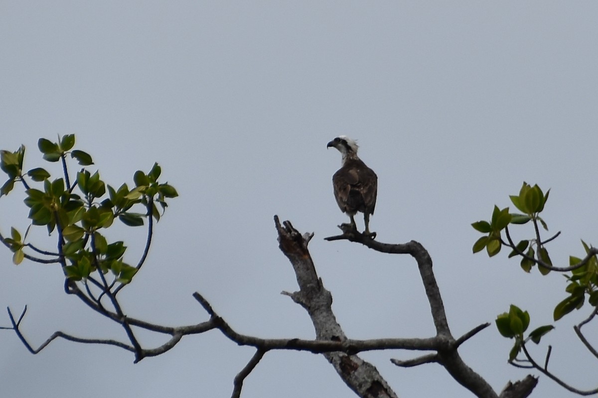 Osprey (Australasian) - ML620208028