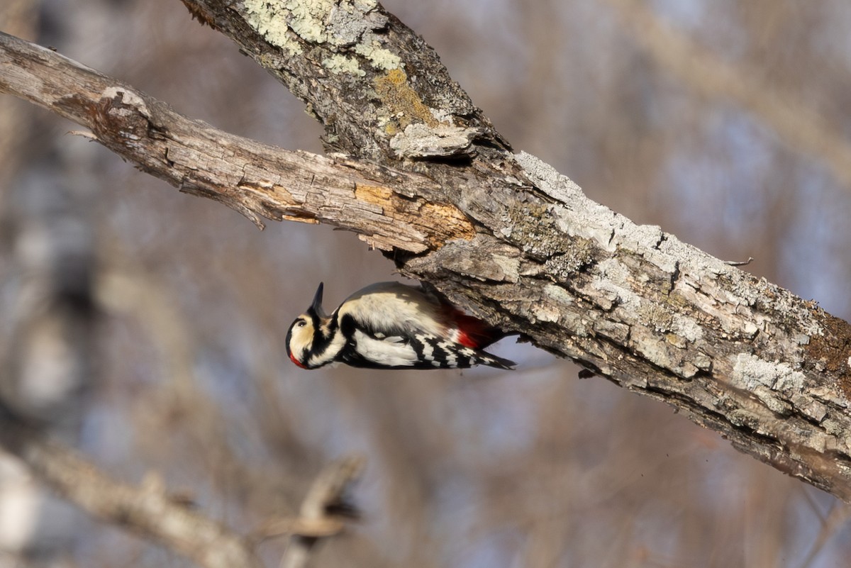 Great Spotted Woodpecker - ML620208033