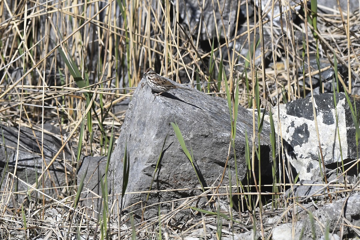 Song Sparrow - ML620208037