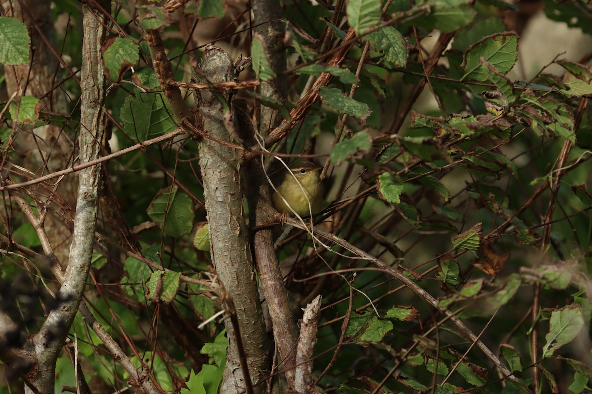 Radde's Warbler - ML620208055