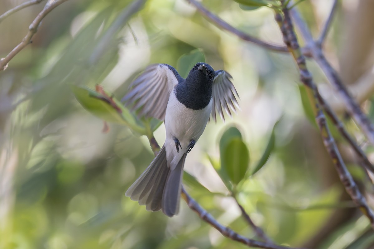 Leaden Flycatcher - ML620208067