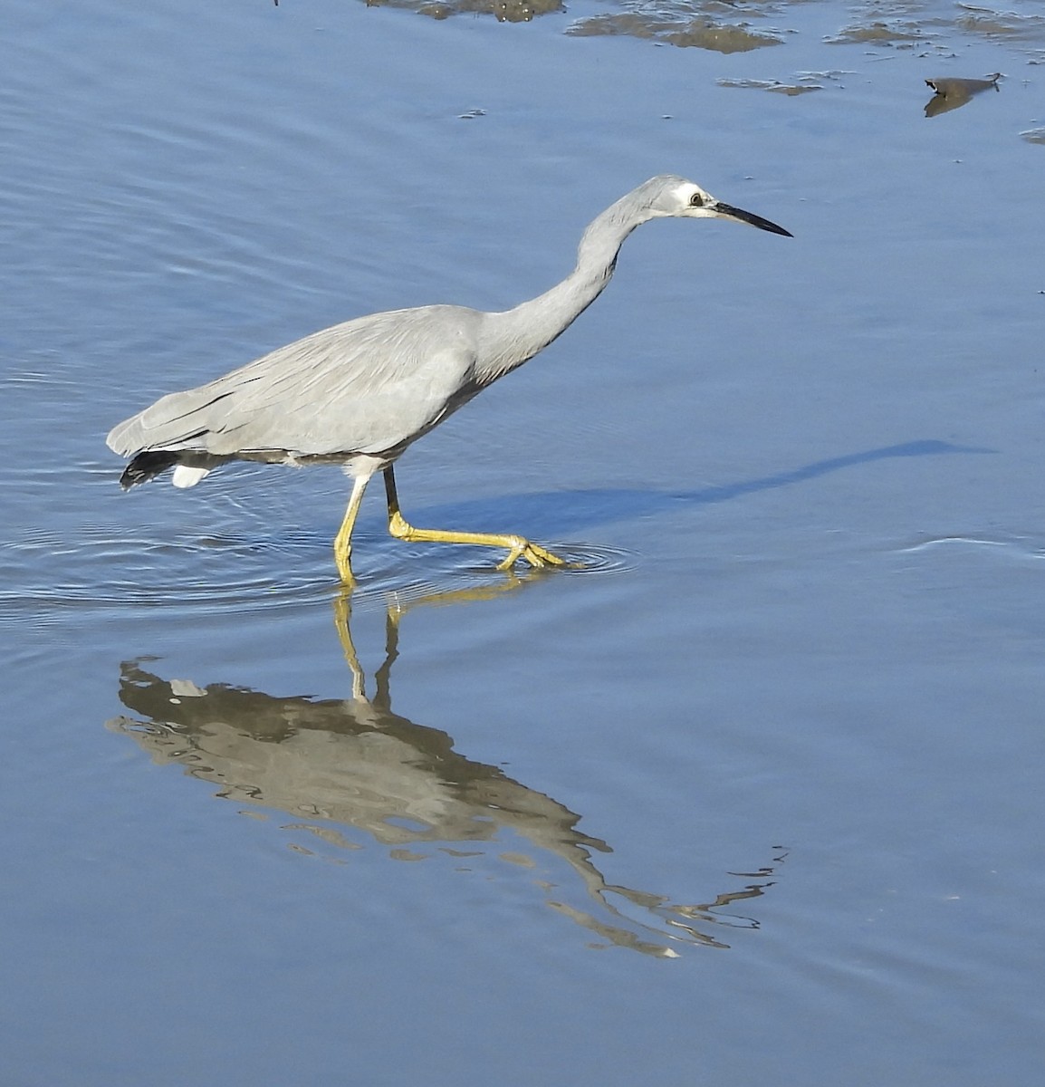 White-faced Heron - ML620208068