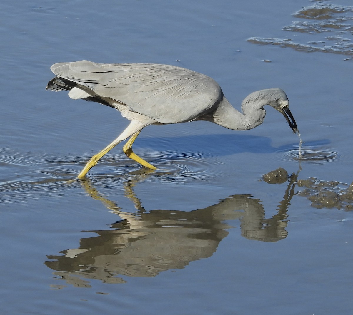 White-faced Heron - ML620208072