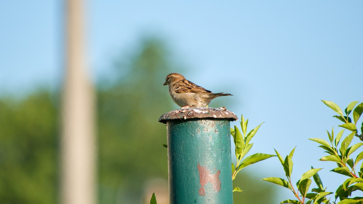 House Sparrow - ML620208075