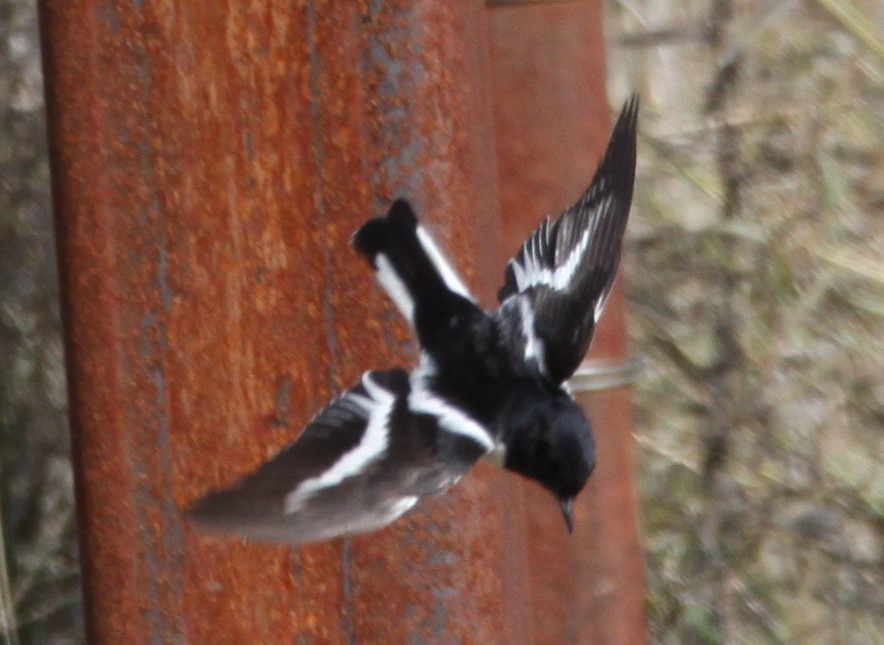 Hooded Robin - ML620208081