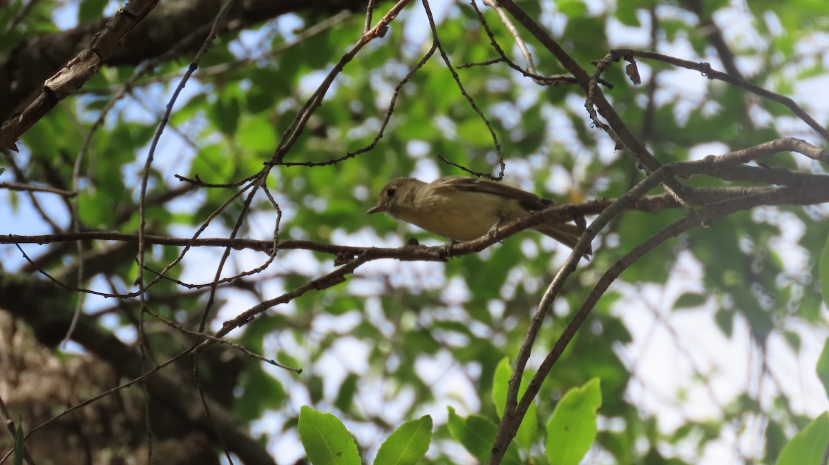 Hutton's Vireo (Interior) - ML620208084