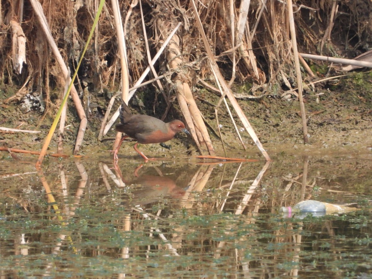 Ruddy-breasted Crake - ML620208086