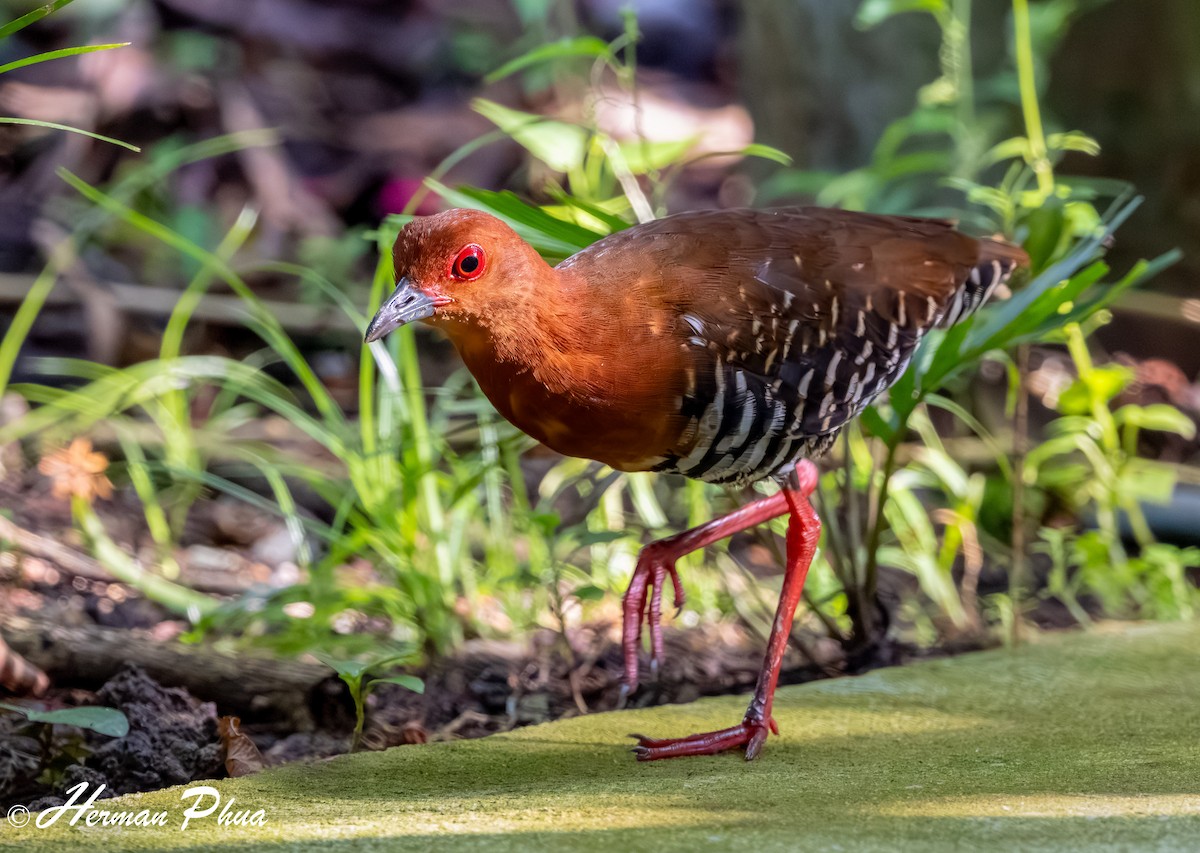 Red-legged Crake - ML620208087