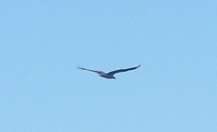 White-bellied Sea-Eagle - ML620208099