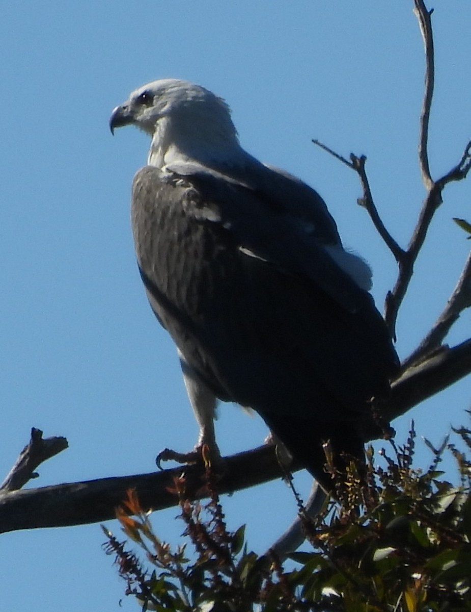 White-bellied Sea-Eagle - ML620208100