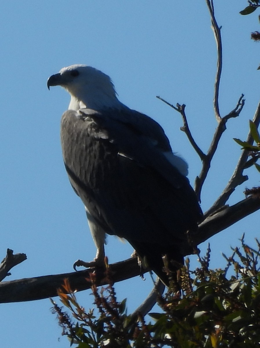 White-bellied Sea-Eagle - ML620208102