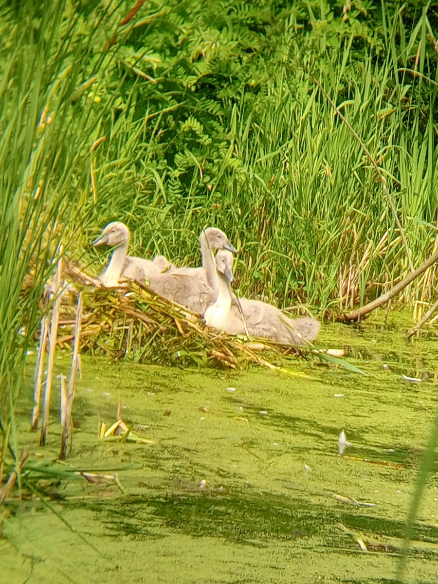 Cygne tuberculé - ML620208105