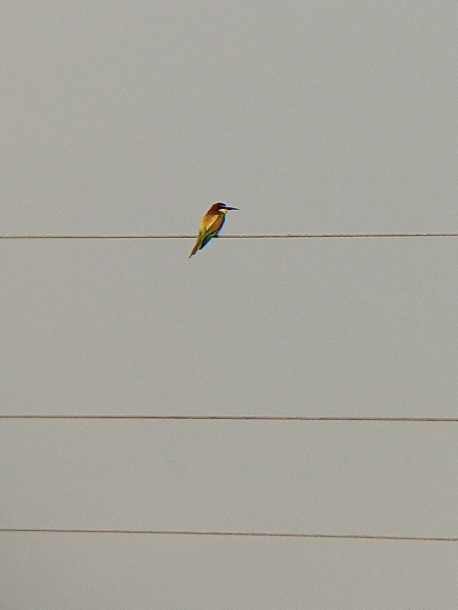 European Bee-eater - ML620208110