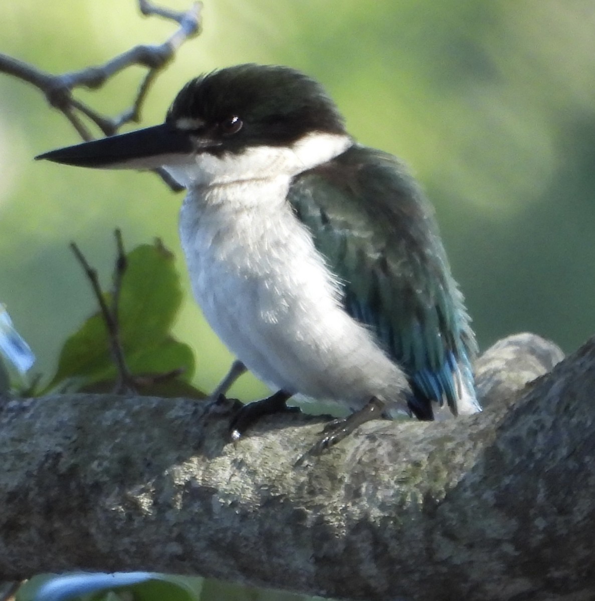 Torresian Kingfisher - Maylene McLeod