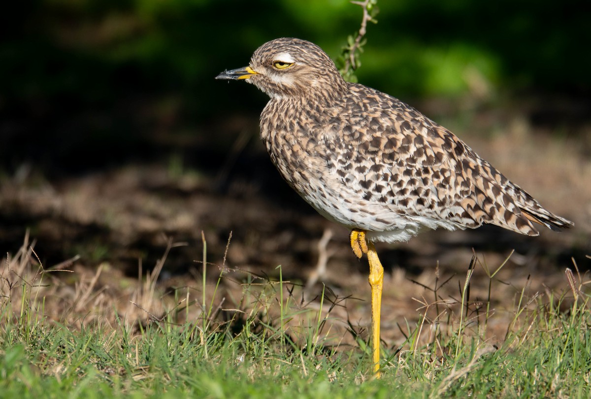 Spotted Thick-knee - ML620208114