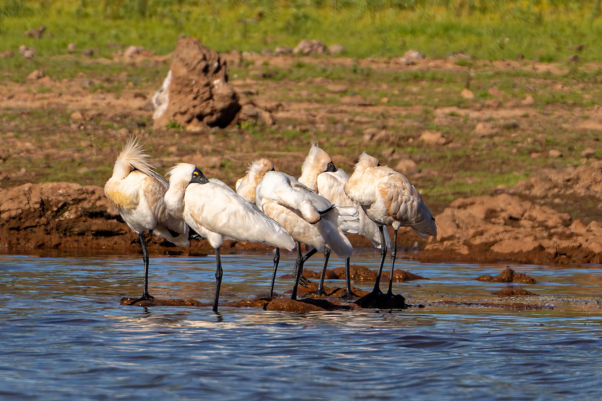 Royal Spoonbill - ML620208120