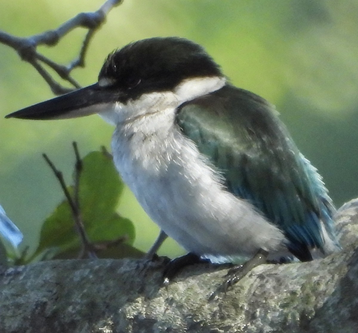 Torresian Kingfisher - ML620208121