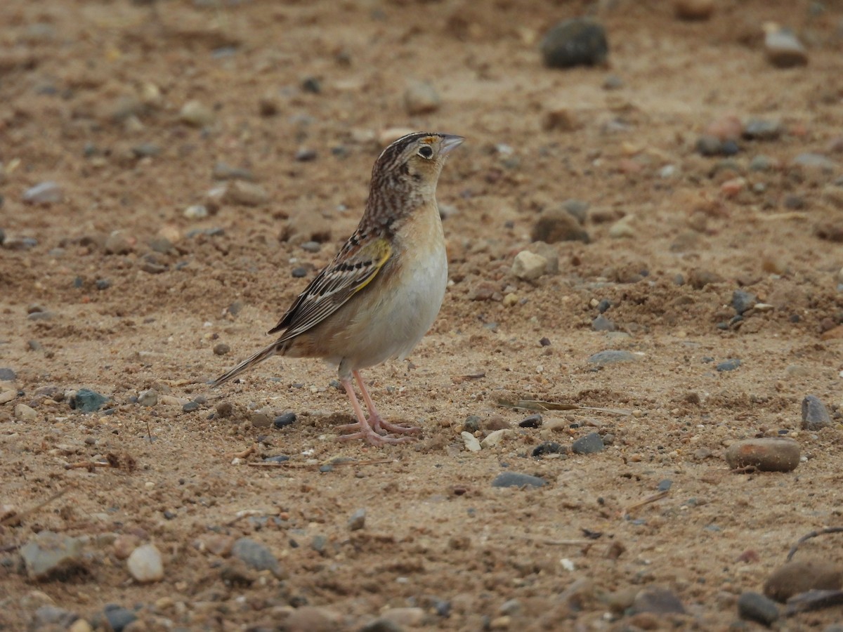 Grasshopper Sparrow - ML620208122