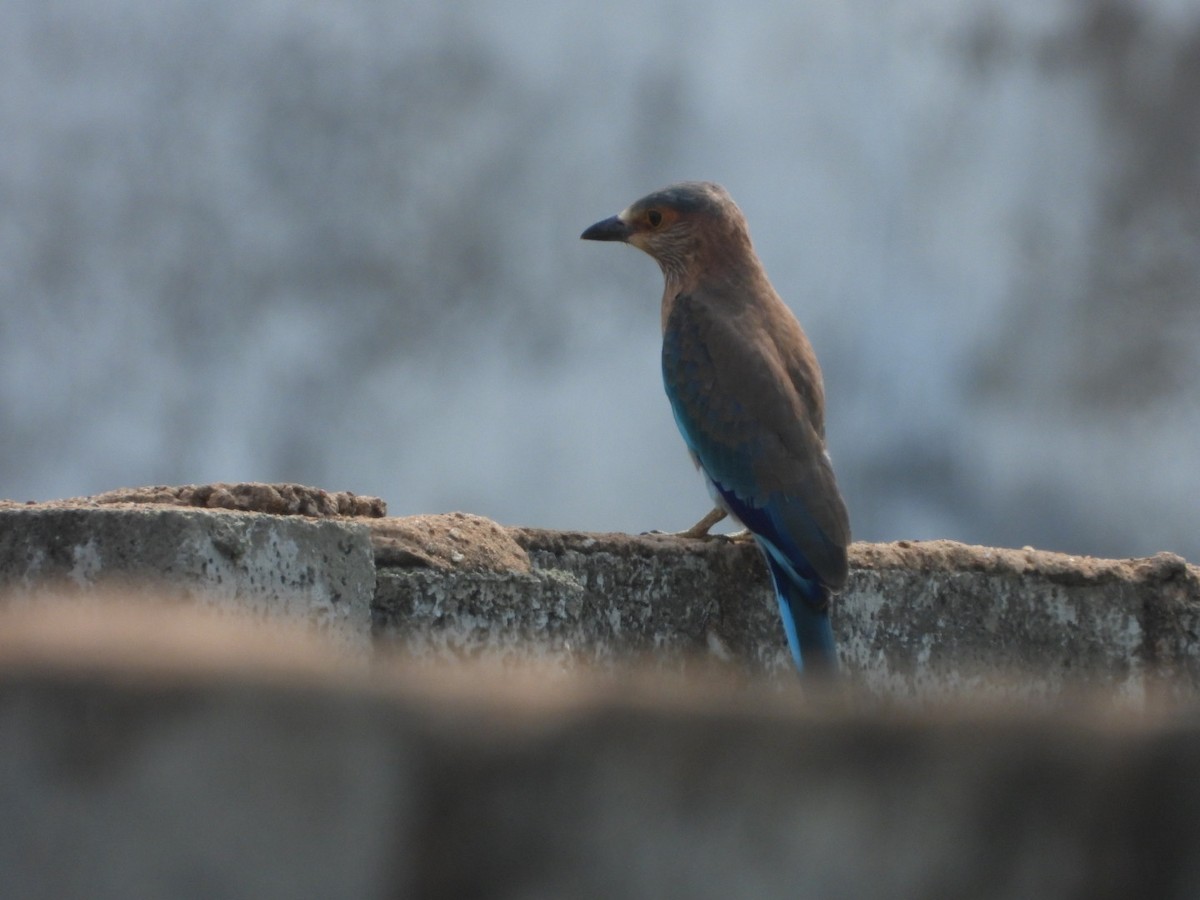 Indian Roller - ML620208123