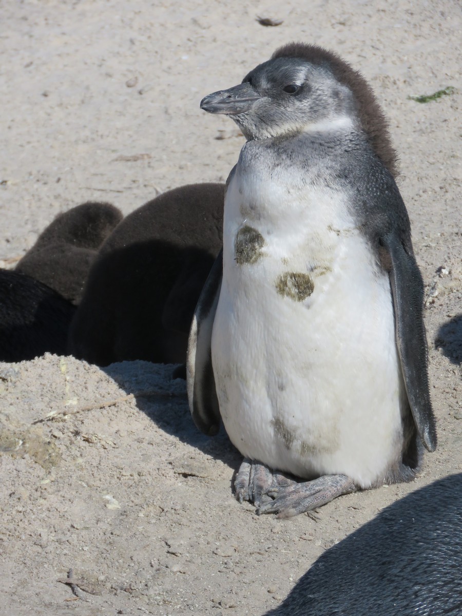 Pingüino de El Cabo - ML620208125