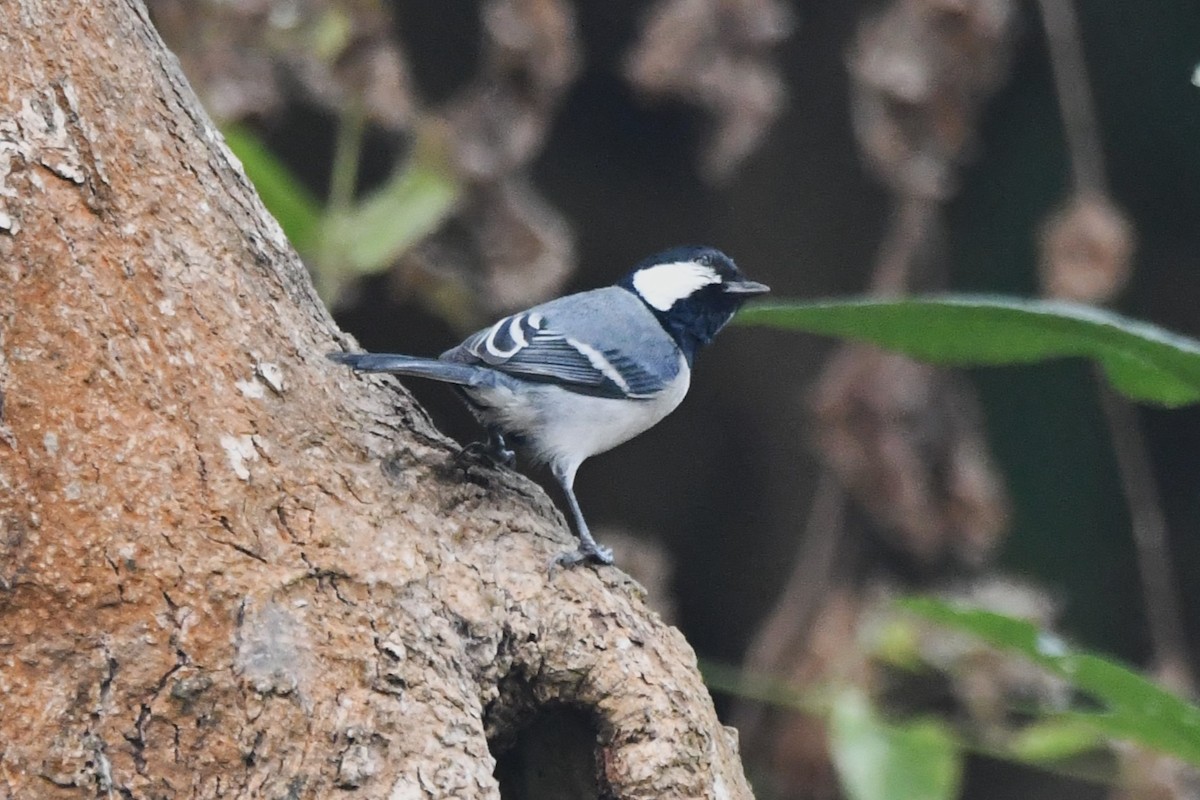 Cinereous Tit - ML620208127