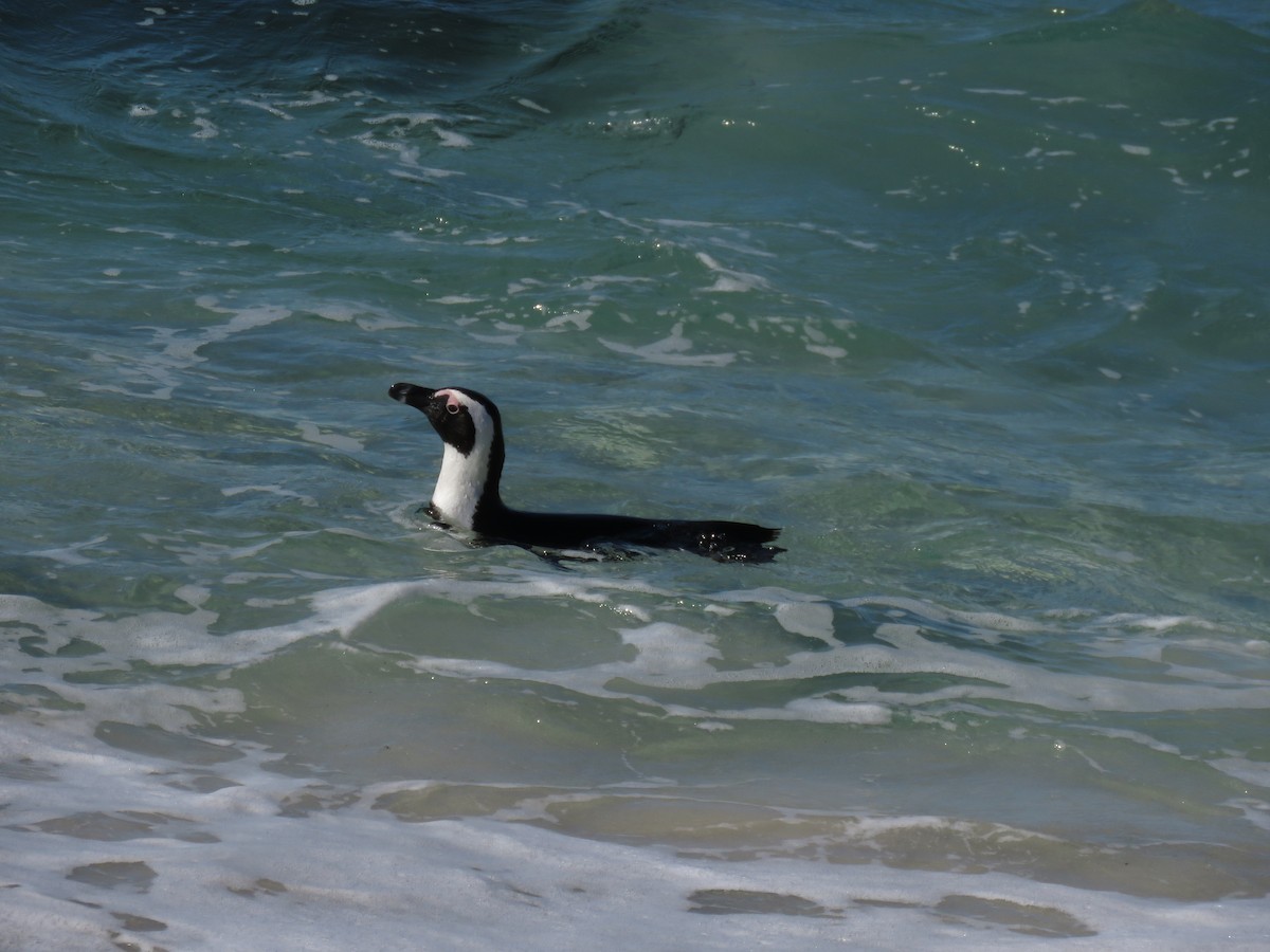 Pingüino de El Cabo - ML620208129