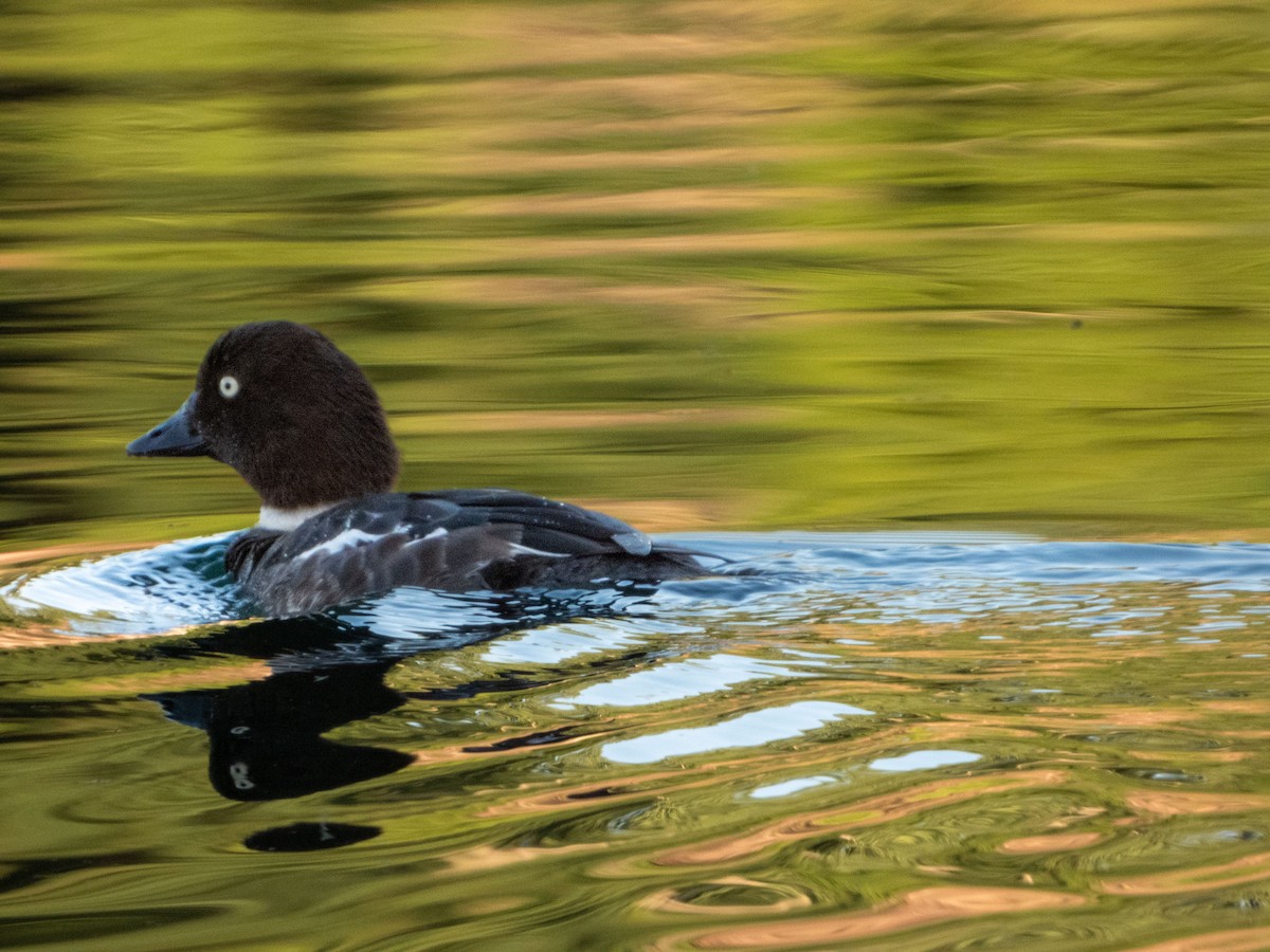 Common Goldeneye - ML620208132