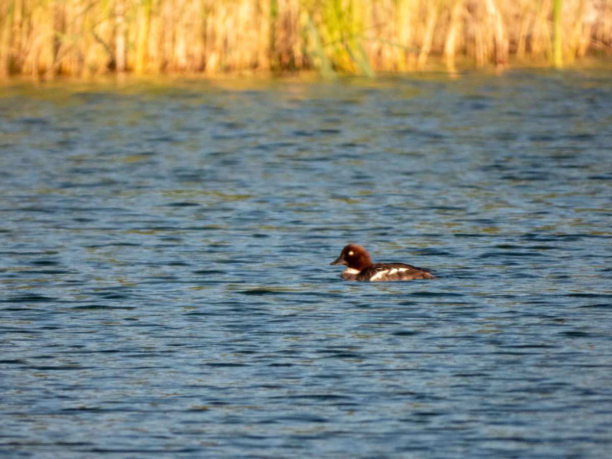 Common Goldeneye - ML620208133