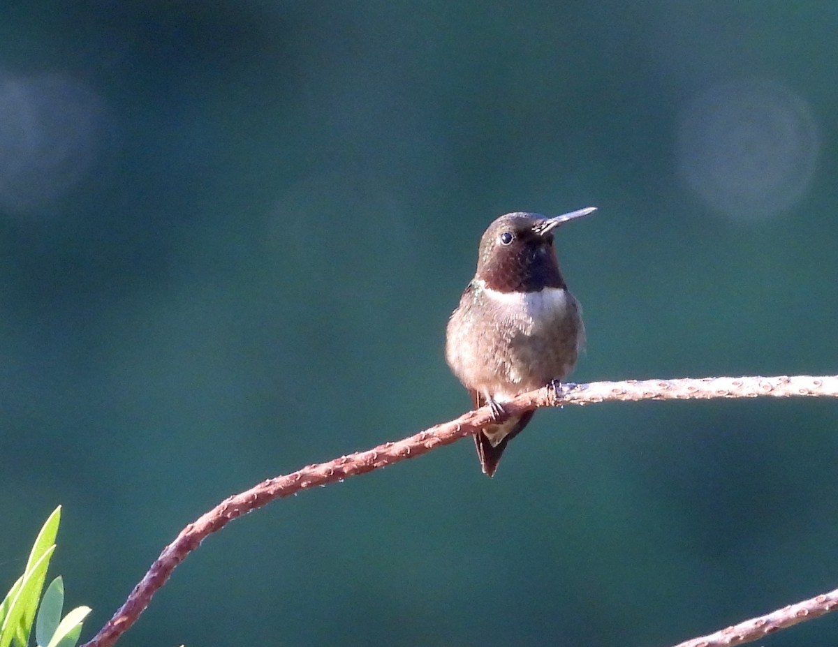 Ruby-throated Hummingbird - ML620208134