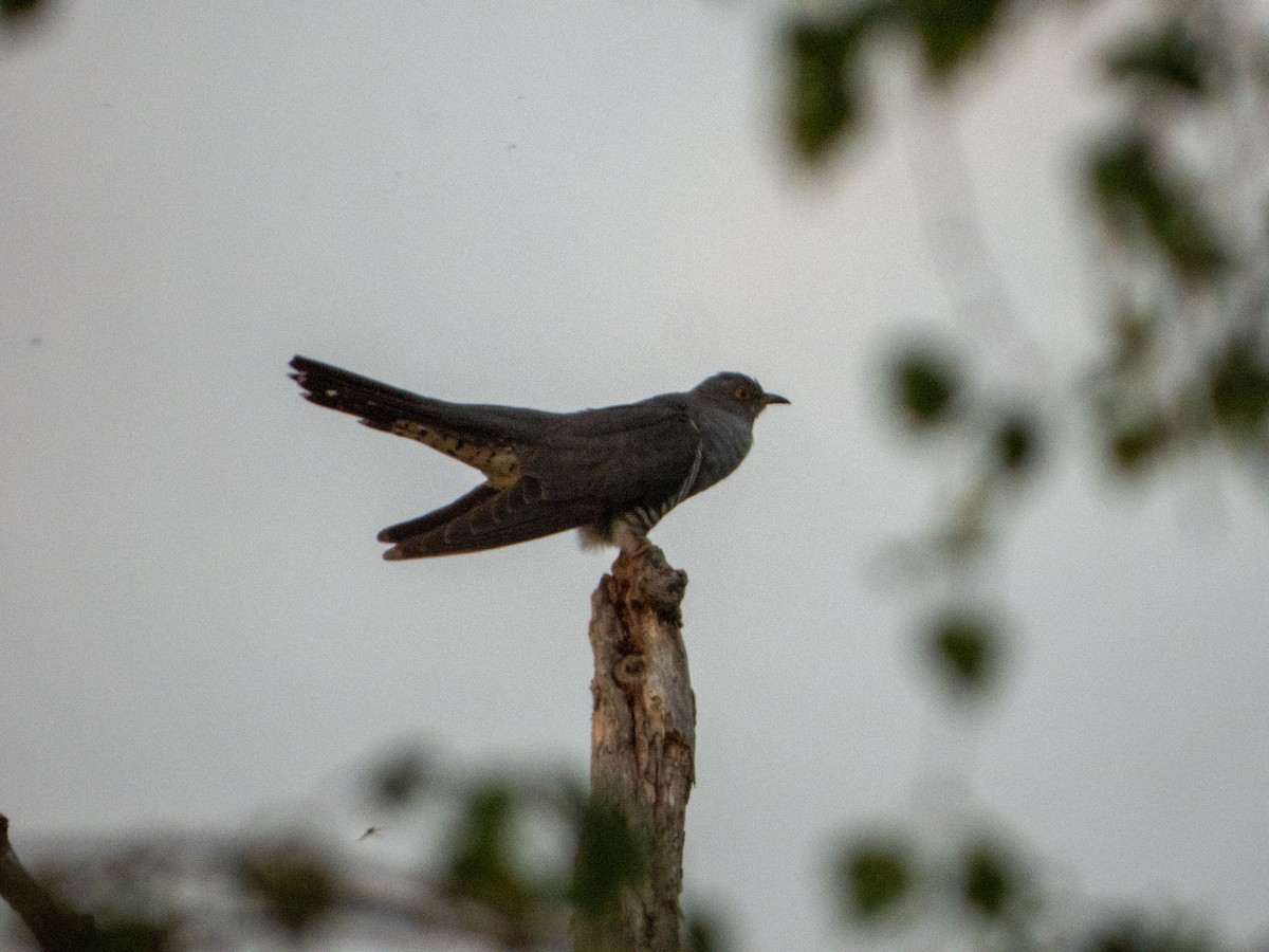 Common Cuckoo - ML620208137