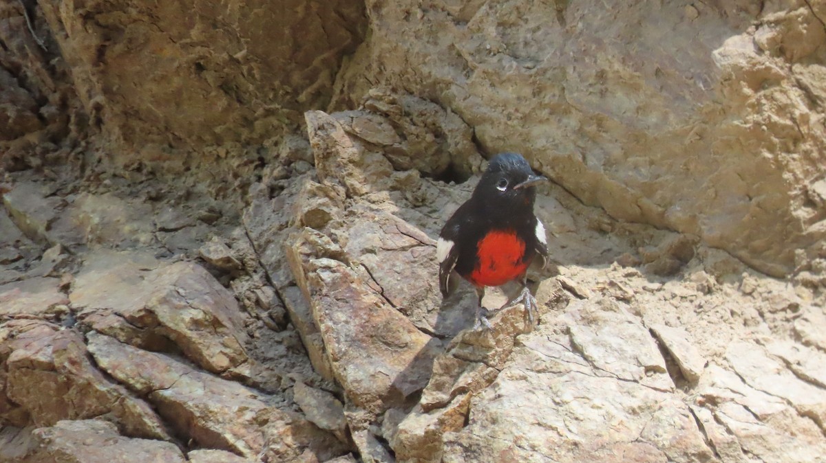 Painted Redstart - ML620208139