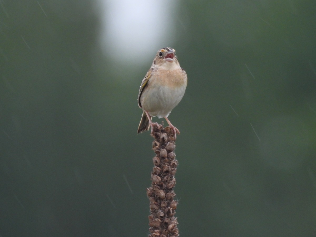 Grasshopper Sparrow - ML620208144