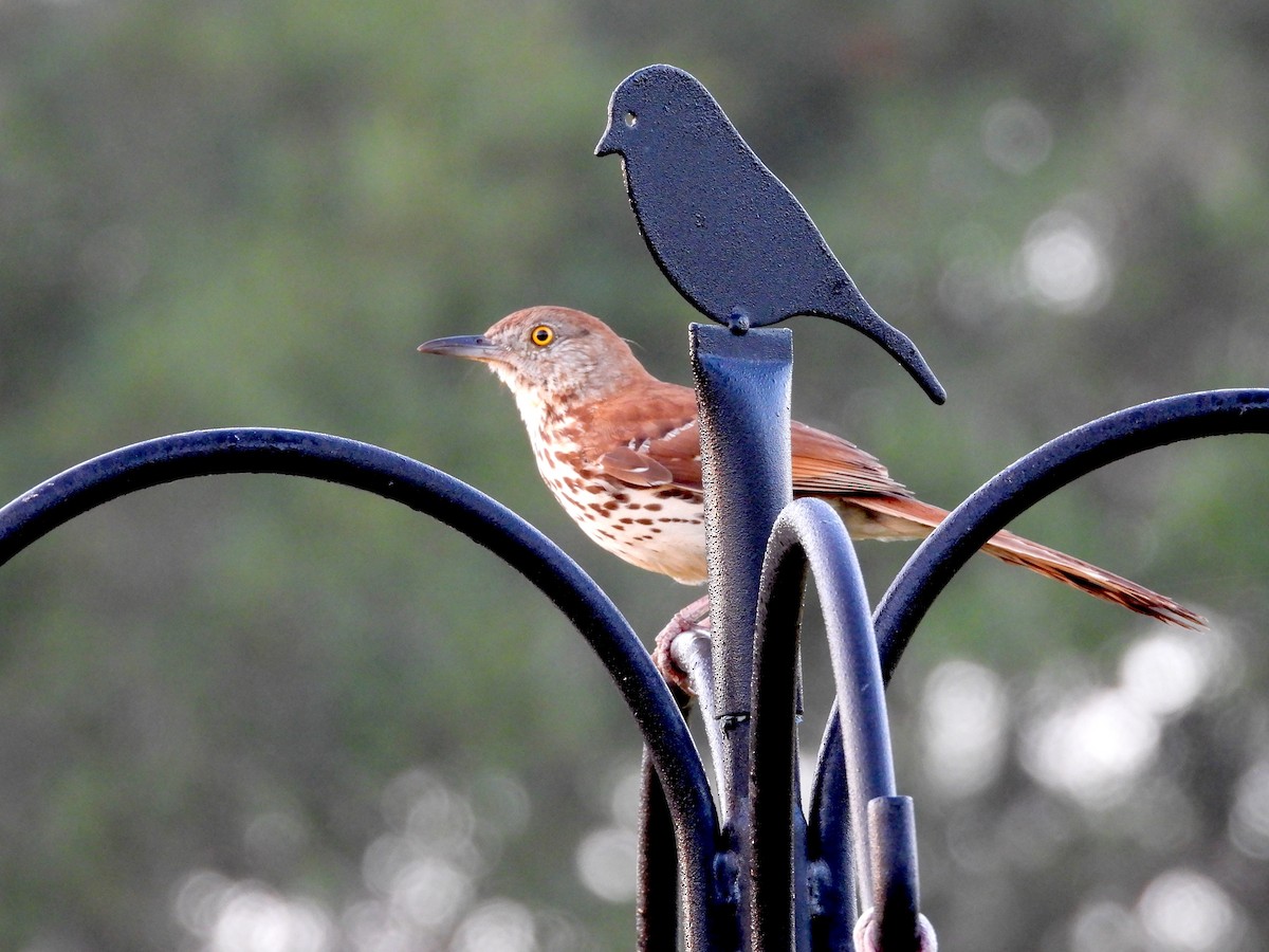 Brown Thrasher - ML620208146