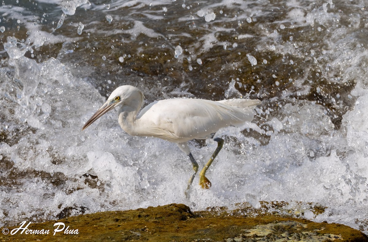 Pacific Reef-Heron - ML620208150