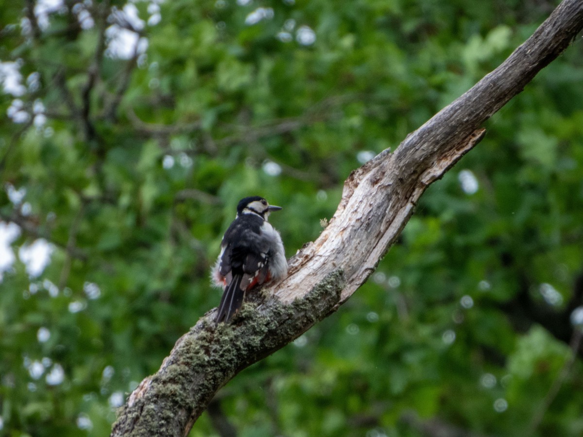 Great Spotted Woodpecker - ML620208152