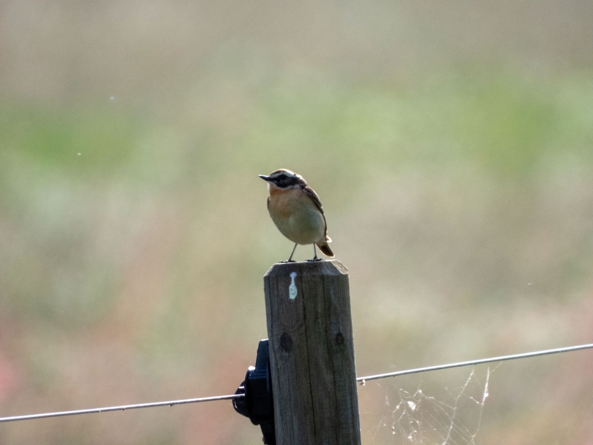 Whinchat - ML620208163