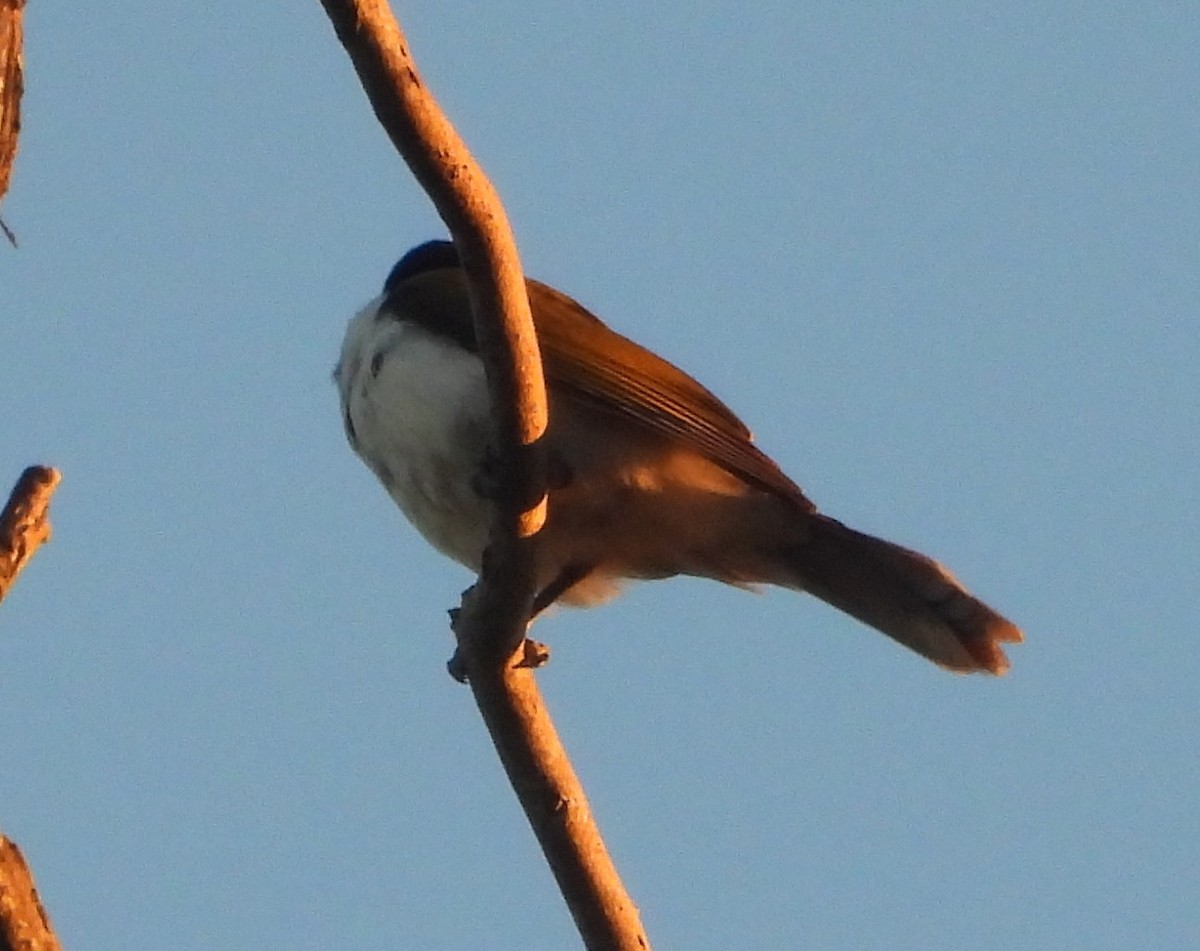 Blue-faced Honeyeater - ML620208170