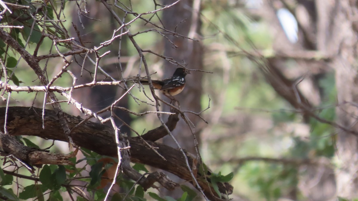 Spotted Towhee (maculatus Group) - ML620208173