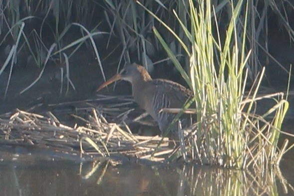 Clapper Rail - ML620208177