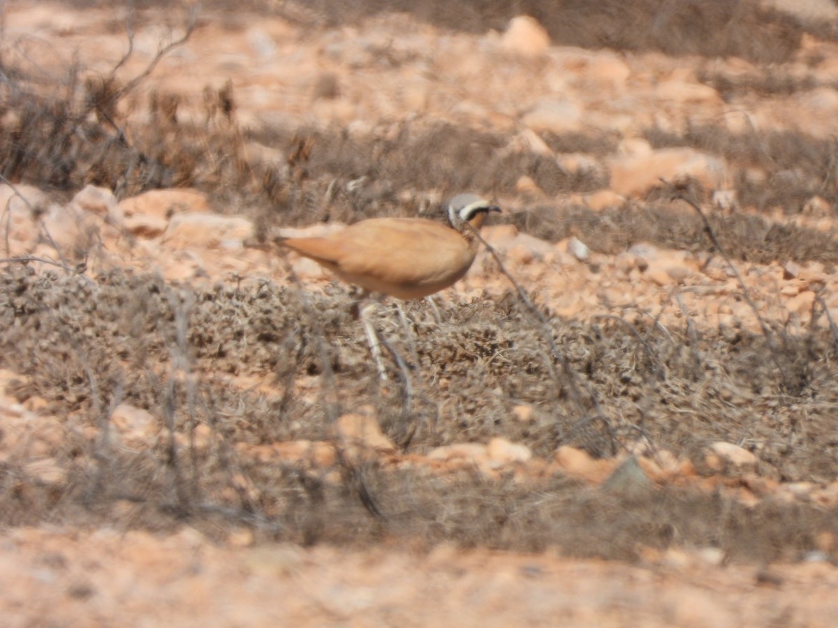 Cream-colored Courser - ML620208181