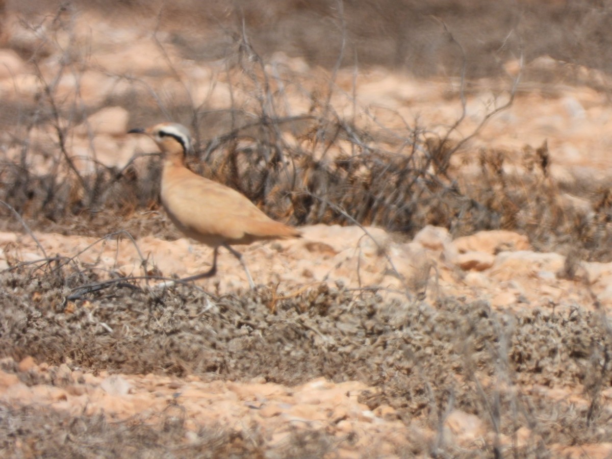 Cream-colored Courser - ML620208182