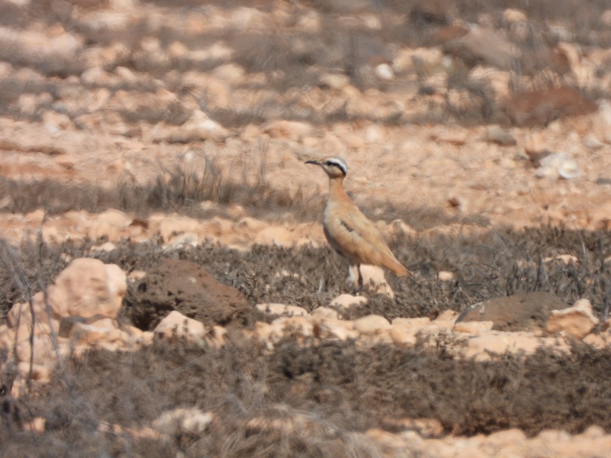 Cream-colored Courser - ML620208183