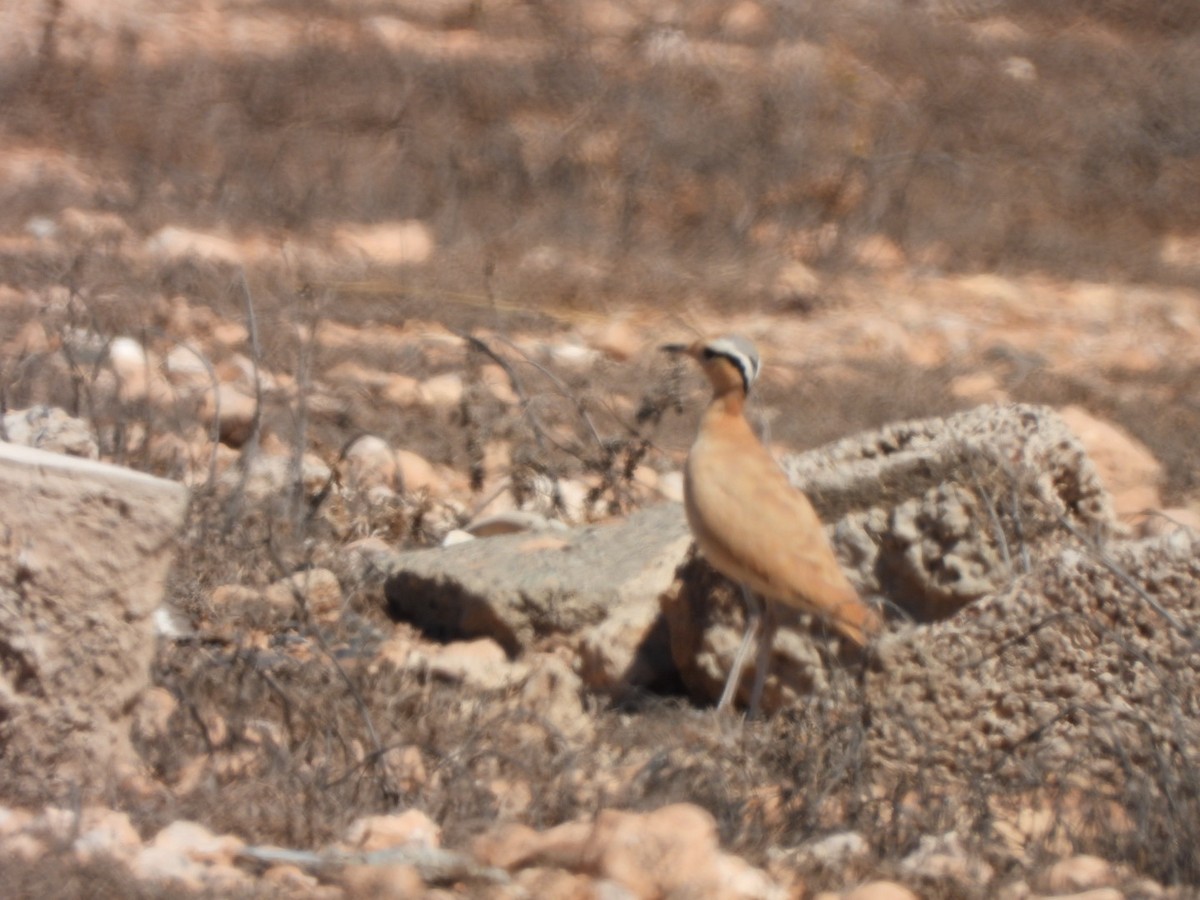 Cream-colored Courser - ML620208184