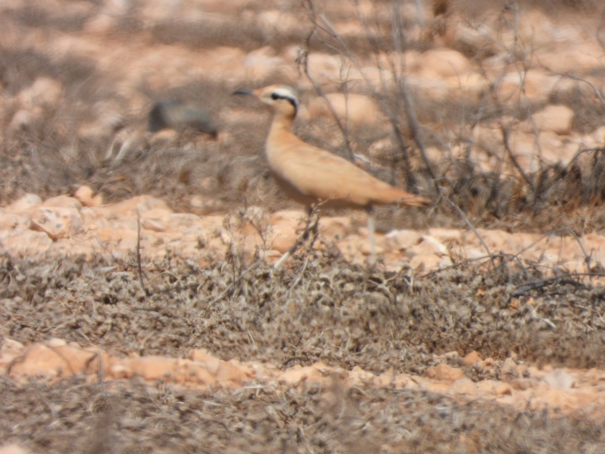 Cream-colored Courser - ML620208185