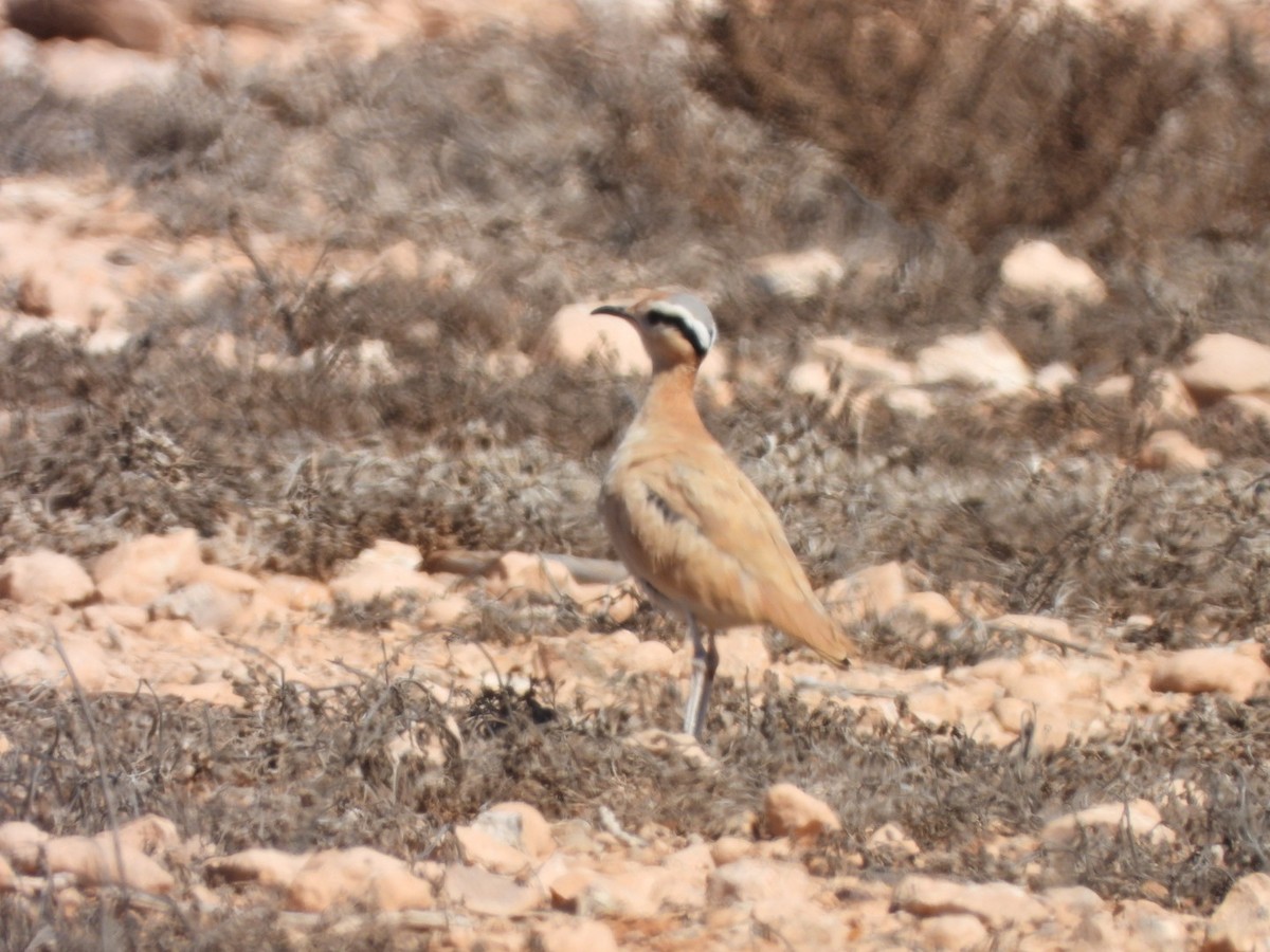 Cream-colored Courser - ML620208186