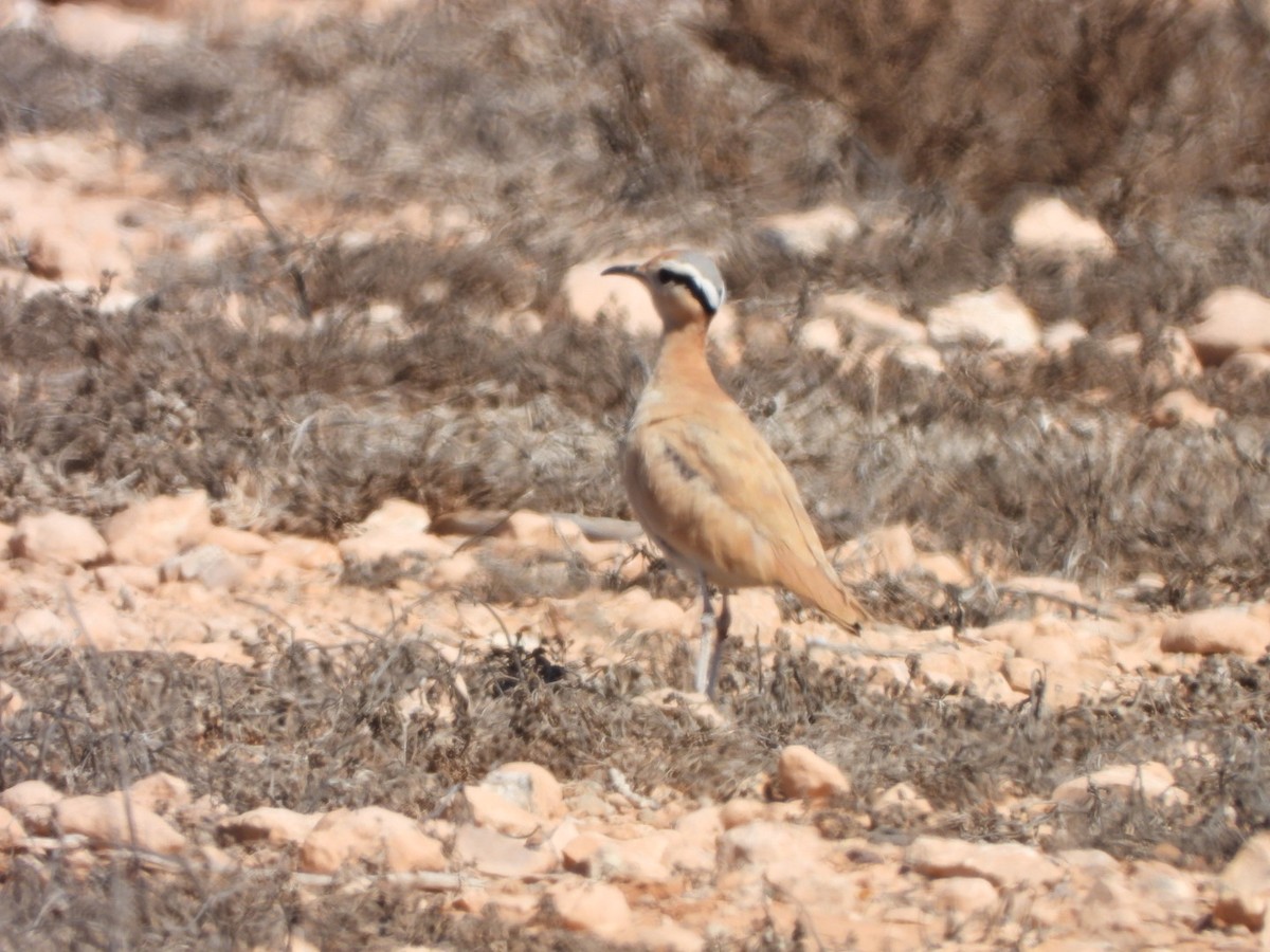 Cream-colored Courser - ML620208187